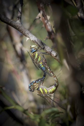 Aeshna mixta