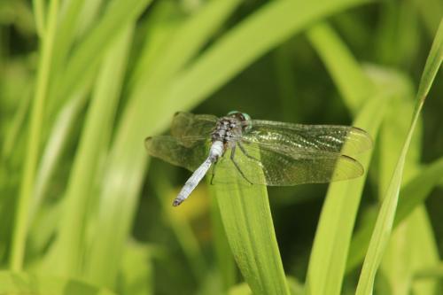 Orthetrum sp.
