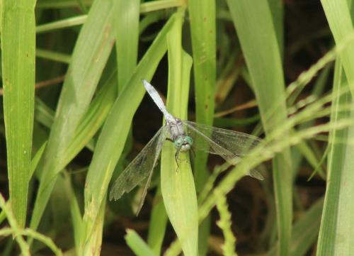 Orthetrum sp.