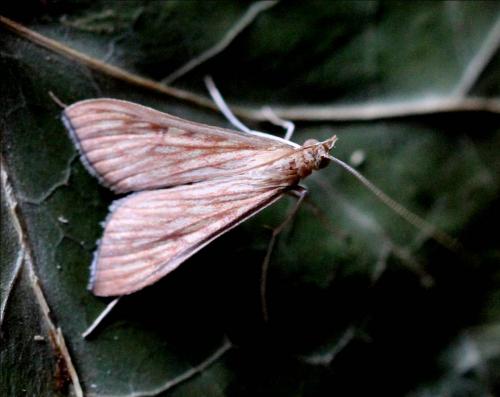 Réf. 149 546 : Antigastra catalaunalis