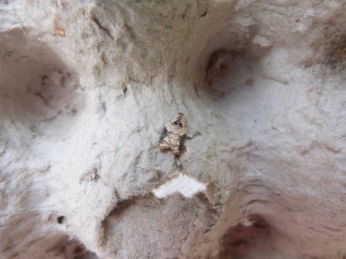 Réf. 149 256 : Acleris variegana