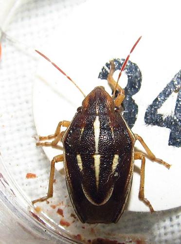 Réf. 149 950 : Aelia albovittata