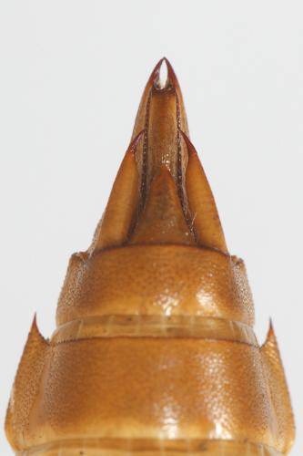 Réf. 149 618 : Aeshna subarctica
