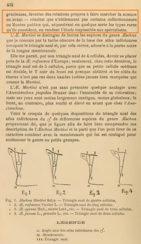 Réf. 149 353 : Selys sp.