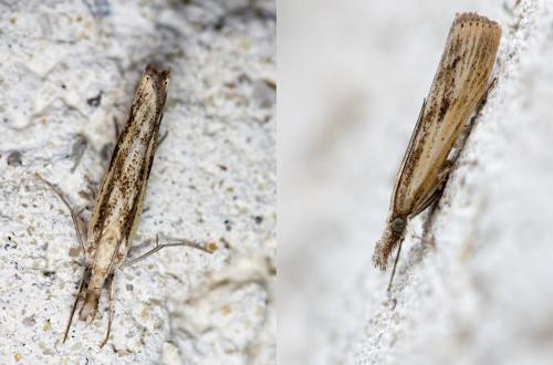 Réf. 149 149 : Agriphila inquinatella