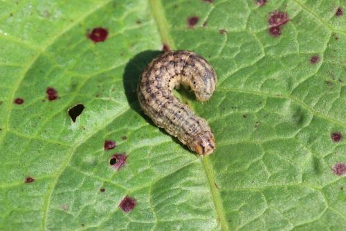 Réf. 149 413 : Agrotis sp.