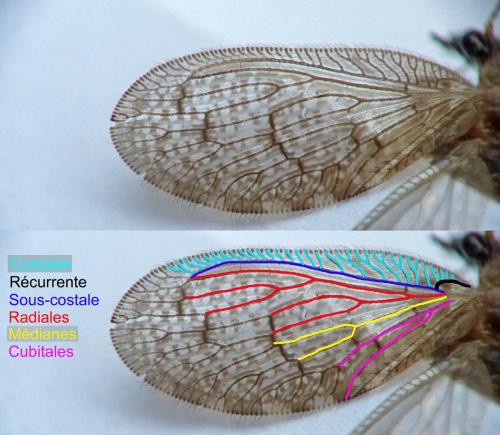 Sympherobius sp.