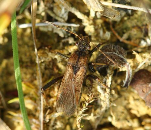 Réf. 149 918 : Alydus calcaratus