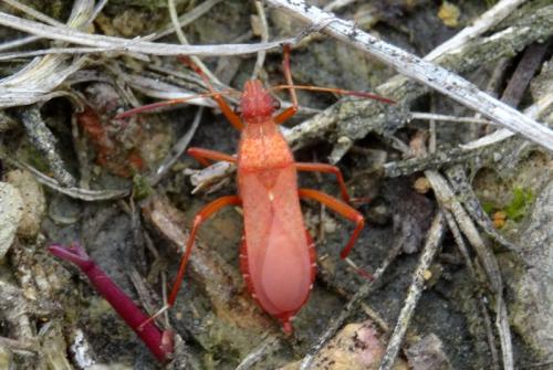 Réf. 149 740 : Alydus calcaratus