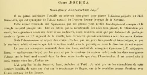 Réf. 149 346 : Selys sp.