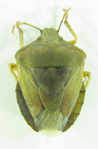 Antheminia pusio