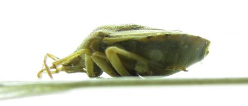 Antheminia pusio