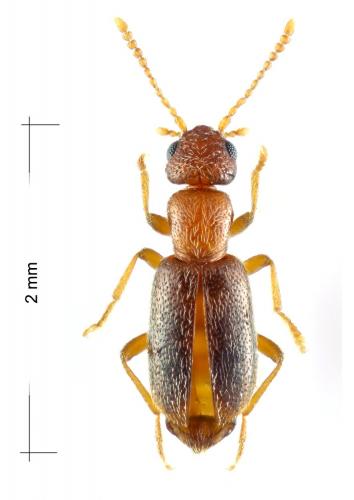 Anthicus genei