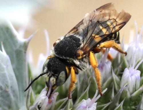 Réf. 149 694 : Icteranthidium laterale