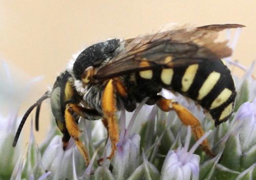Réf. 149 695 : Icteranthidium laterale