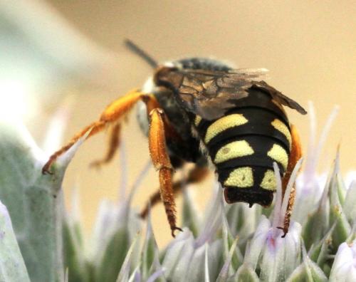 Réf. 149 696 : Icteranthidium laterale