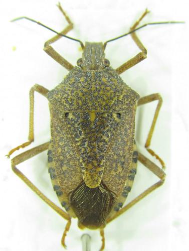 Réf. 149 640 : Apodiphus integriceps