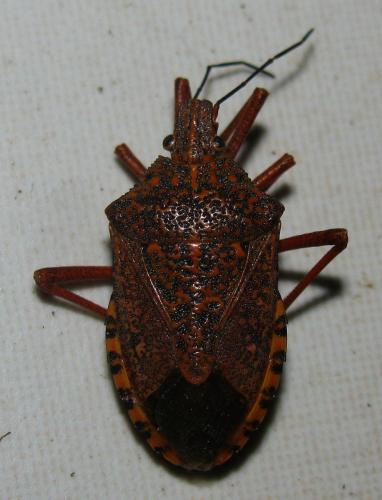 Réf. 149 652 : Apodiphus integriceps