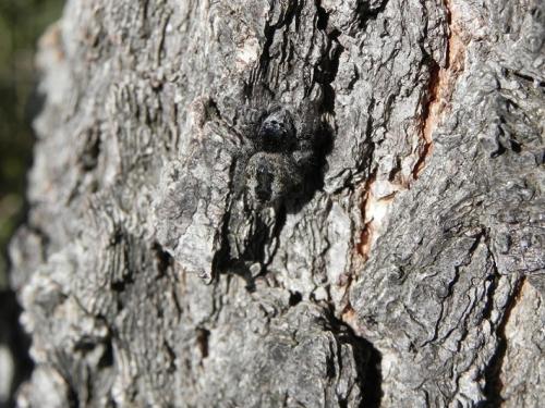 Philaeus chrysops