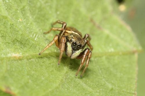 Réf. 149 809 : Heliophanus auratus