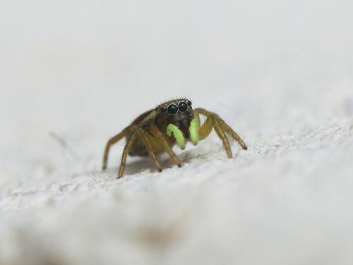 Heliophanus tribulosus
