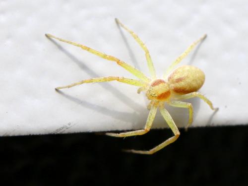 Philodromus sp.