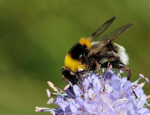 Sericomyia bombiformis