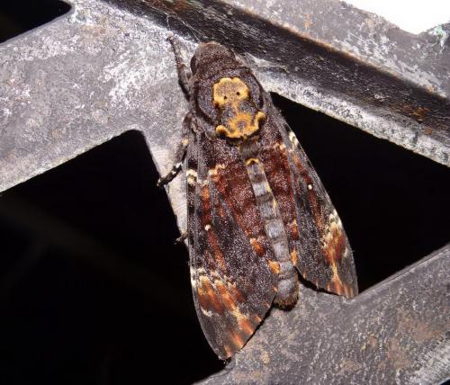 Réf. 149 635 : Acherontia atropos