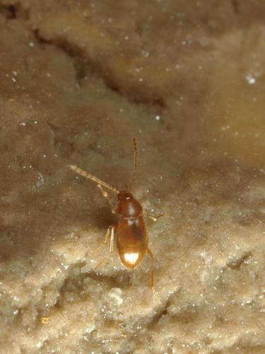 Troglophyes gavoyi