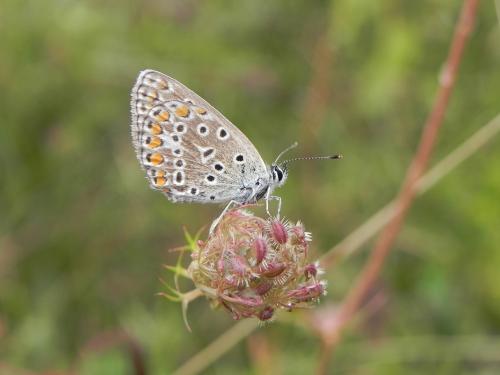 Polyommatus icarus