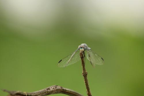 Palpopleura deceptor