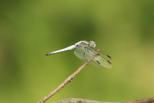 Palpopleura deceptor