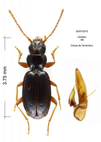 Bembidion nigropiceum