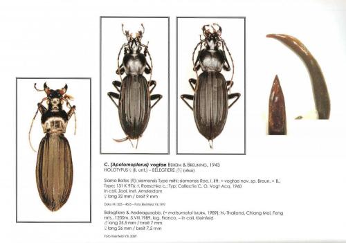 Réf. 149 045 : Carabus vogtae masumotoi