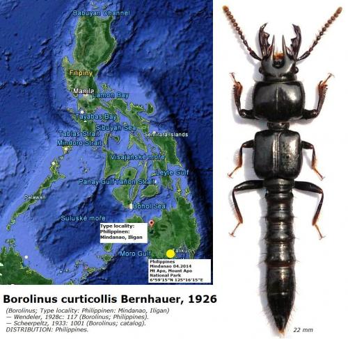 Borolinus curticollis