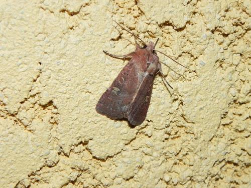 Xestia xanthographa