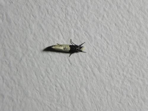 Réf. 149 069 : Trichophaga tapetzella