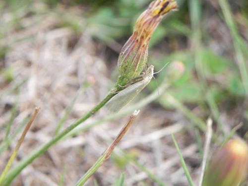Réf. 149 255 : Crambus perlella
