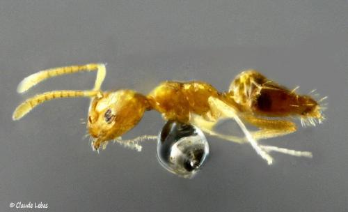 Réf. 149 671 : Brachymyrmex heeri