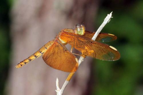 Neurothemis fulvia