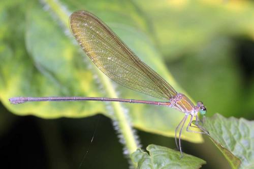 Vestalis gracilis