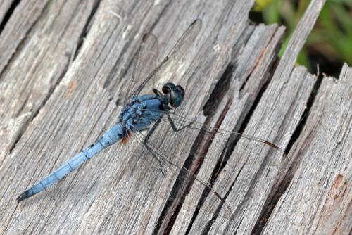 Orthetrum glaucum