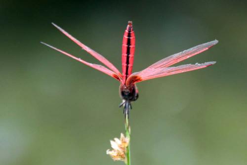 Trithemis aurora