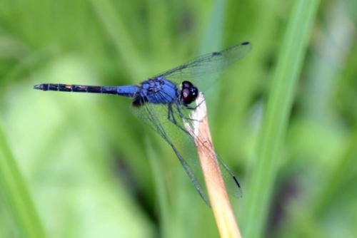 Trithemis festiva