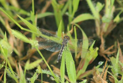 Diplacodes lefebvrii