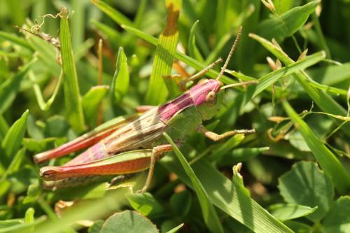 Pseudochorthippus parallelus
