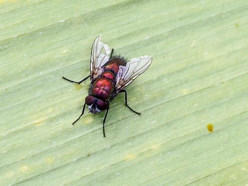 Lucilia sericata