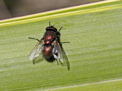 Lucilia sericata
