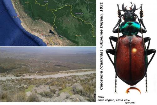 Réf. 149 941 : Calosoma rufipenne