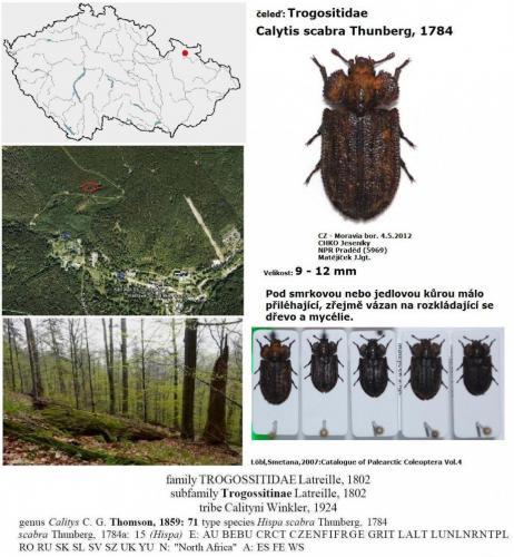 Réf. 149 509 : Calitys scabra